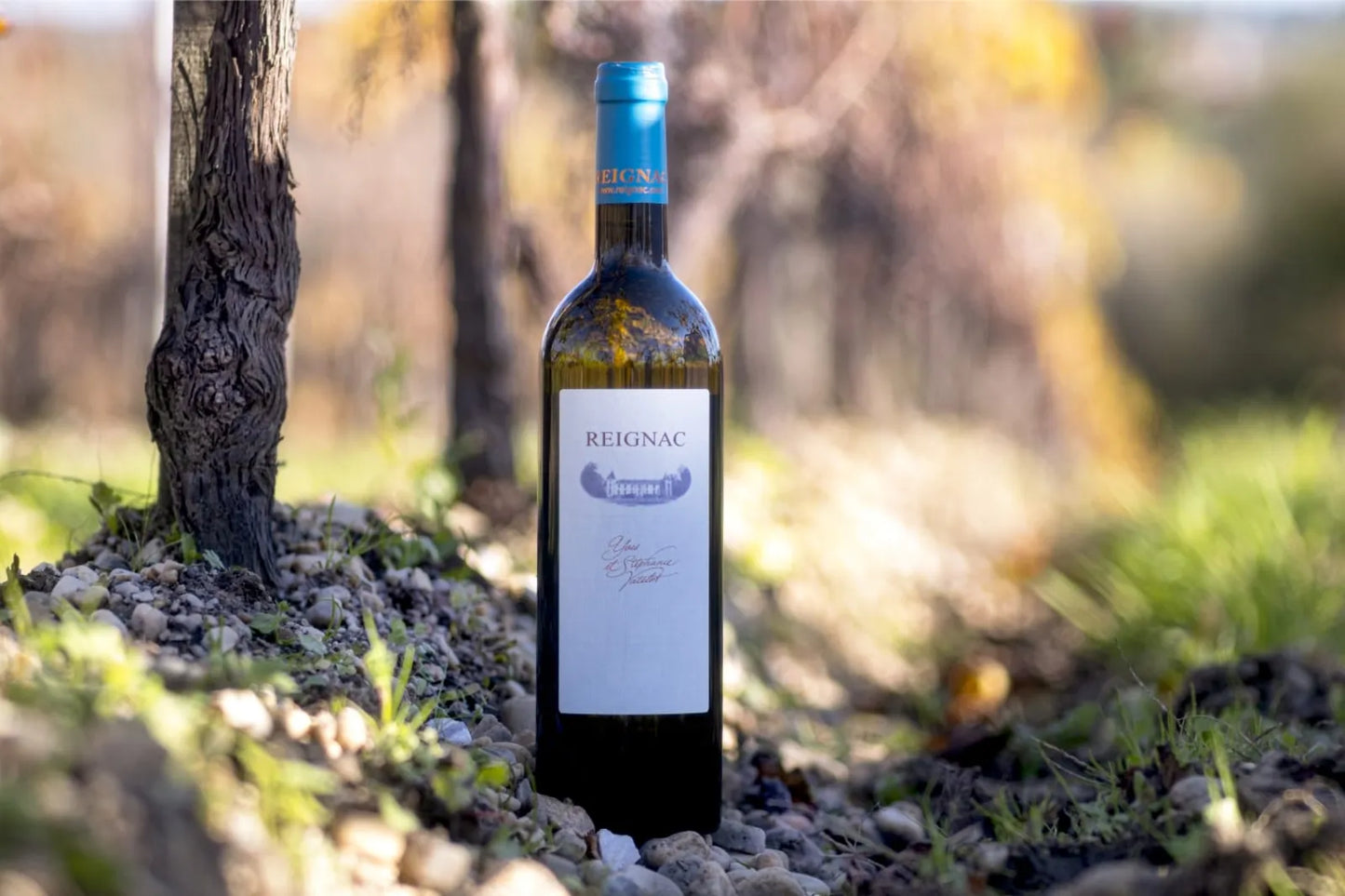 6 x REIGNAC Blanc 2019